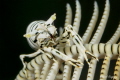   Crinoid friend  
